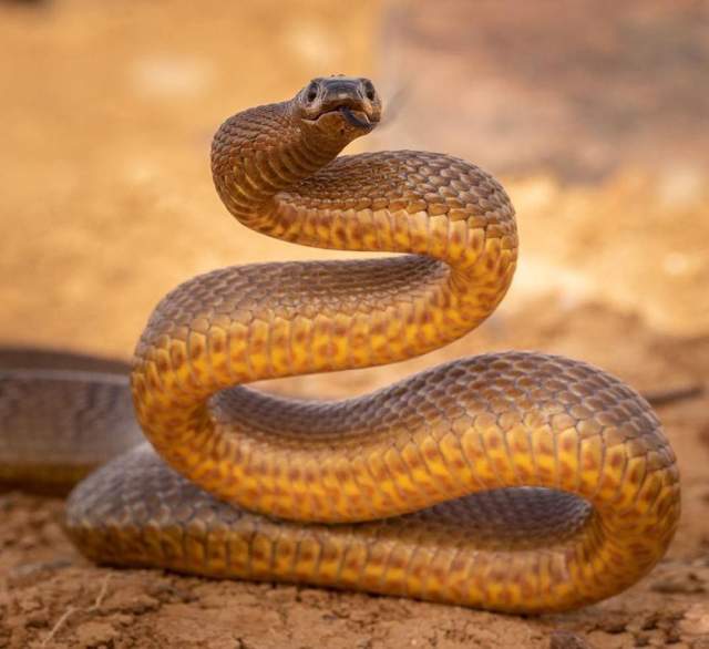 Тайпан Маккоя — самая ядовитая змея в мире