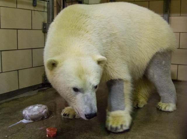 У белых медведей угольно-чёрная кожа под белой шубой