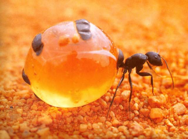Медовые муравьи способны раздуваться до огромных размеров во время еды