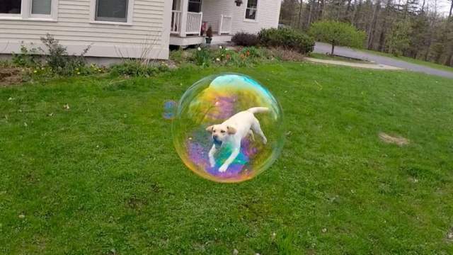 Мыльный пузырь захватил моего щенка!