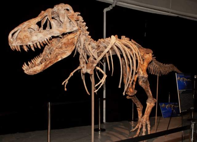 Кости динозавра