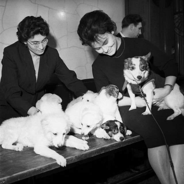 Учёные демонстрируют собаку-космонавта Стрелку и её щенят на пресс-конференции в Академии наук СССР, 1961 год.