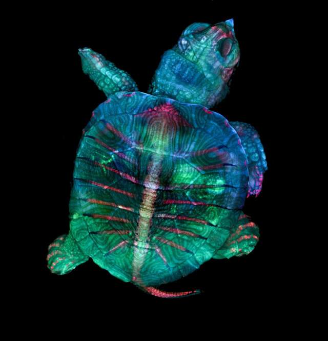Флуоресцентный эмбрион черепахи, 2019