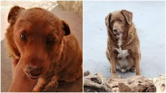 Умер самый старый пес в мире - Боби из Португалии
