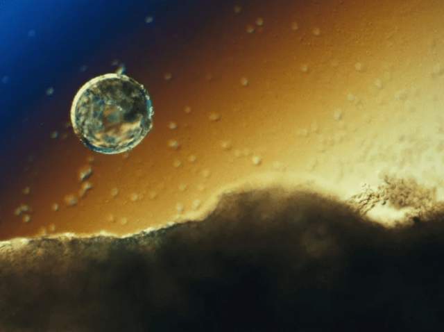 Спустя неделю появляется бластоциста — клубок эмбриональных клеток, возникающий из оплодотворённой яйцеклетки