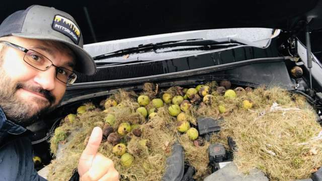 Белки спрятали под капотом машины 200 грецких орехов