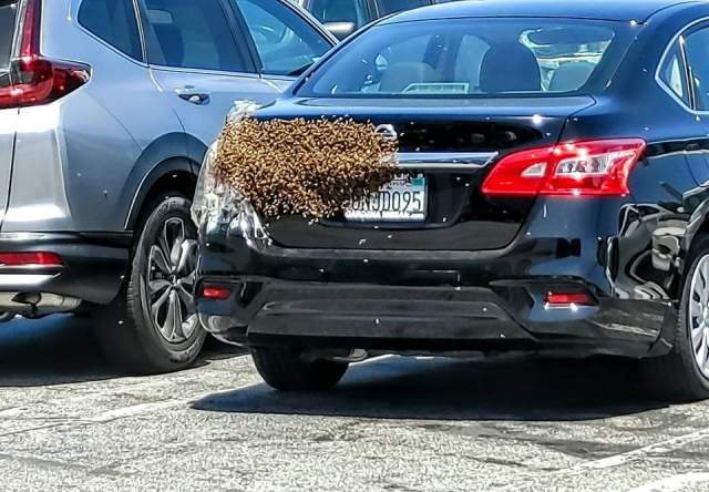 Иногда ваш автомобиль могут облюбовать и пчёлы