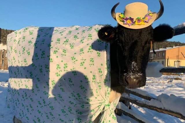 В Якутии прошел свой конкурс красоты для коров