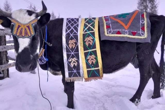 В Якутии прошел свой конкурс красоты для коров