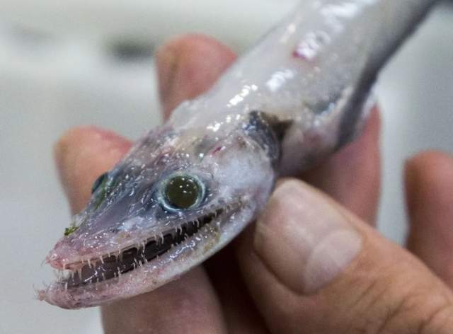 Рыба-ящерица — обладатель красивых зелёных глаз и очень острых, опасных зубов
