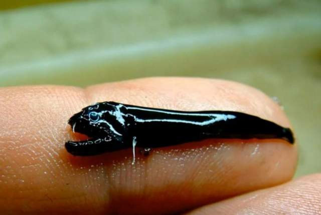 Бесчешуйная чёрная рыба. Такая маленькая, а такая клыкастая