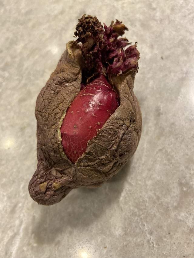 Моя картошка выращивает внутри себя новую картофелину