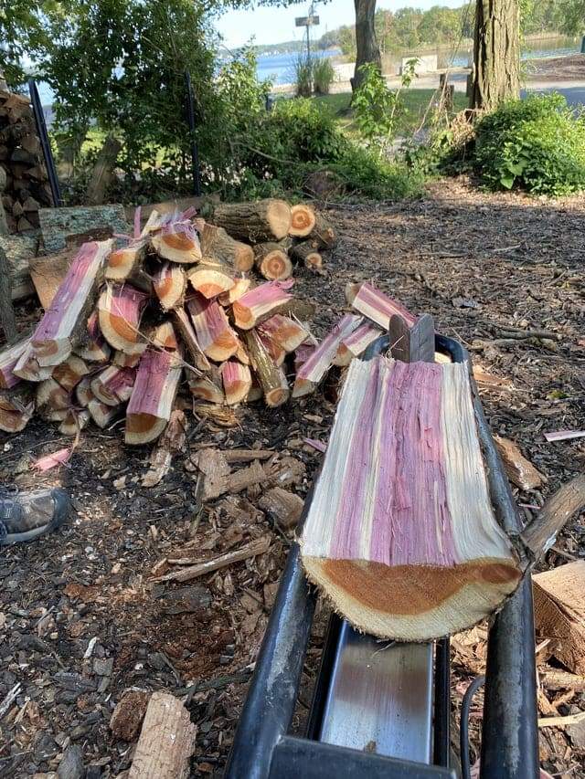 Я распилил кедр, и древесина внутри оказалась фиолетовой.