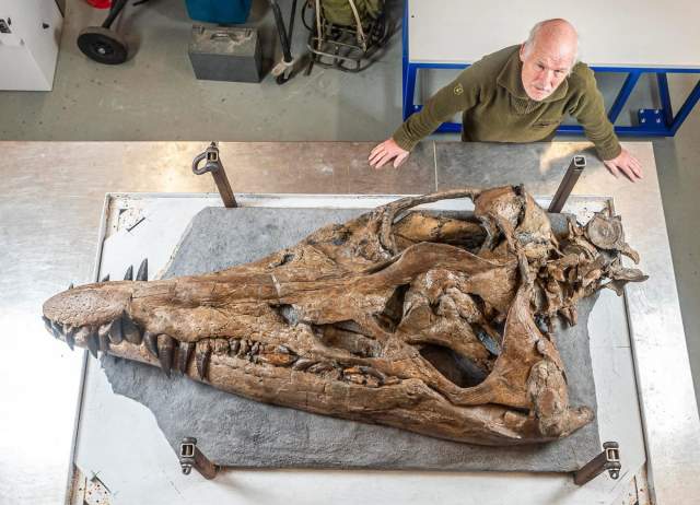 Британские палеонтологи нашли вот такой череп древнего морского ящера плиозавра