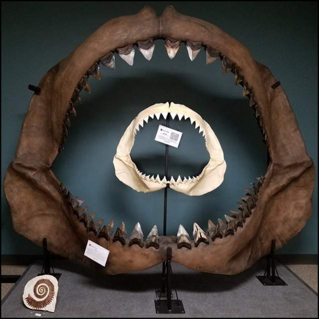 Сравнение челюстей мегалодона и большой белой акулы