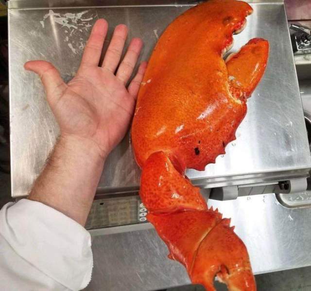 Клешня омара весом примерно 2,3 кг в сравнении с человеческой рукой