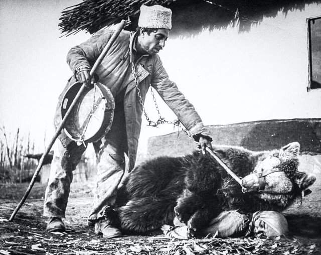 Европейские цыгане, приручавшие медведей, издавна практиковали необычный способ лечения больной спины. Косолапому просто давали насидеться на спине страдальца, и любые боли в хребте у человека как рукой снимало. Румыния, 1946 год.