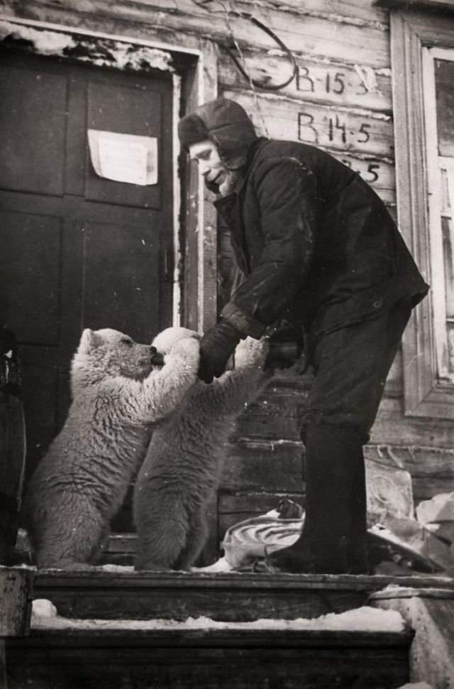 Сотрудник метеостанции кормит осиротевших медвежат, Новая Земля, 1970 год.