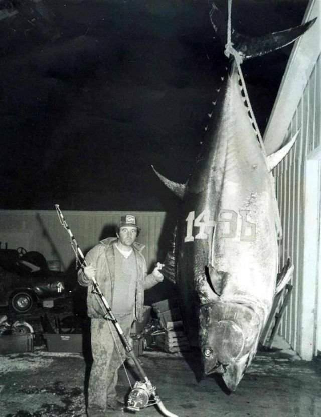 В 1979 году Кен Фрейзер установил рекорд поймав самого большого атлантического голубого тунца весом в 679 кг. Рекорд до сих пор не побит.
