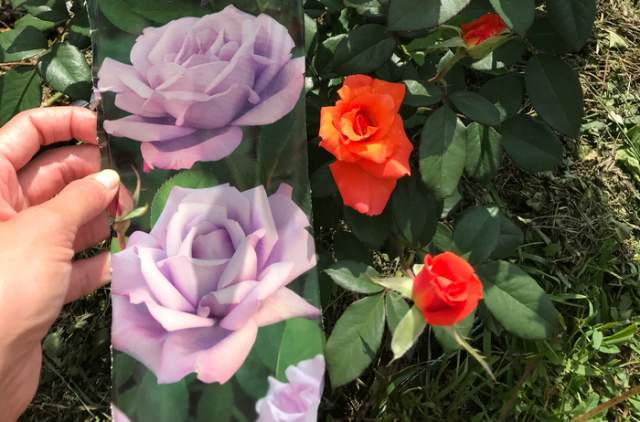 Розы из Леруа Мерлен, ожидание и реальность