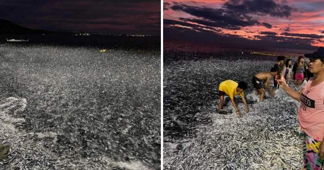 Массовый выброс рыбы на побережье
