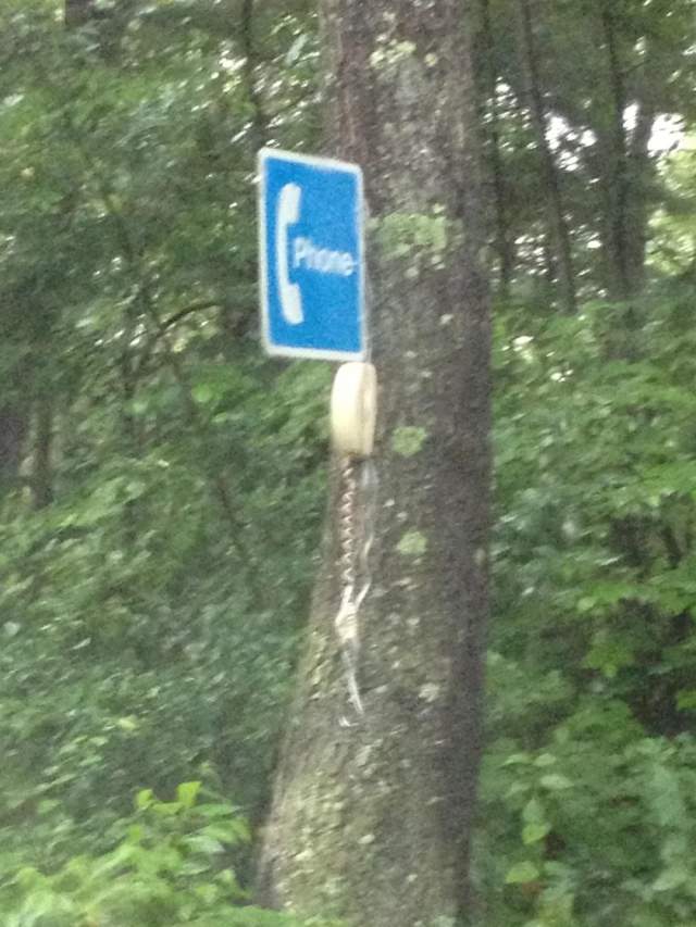 телефон в дереве