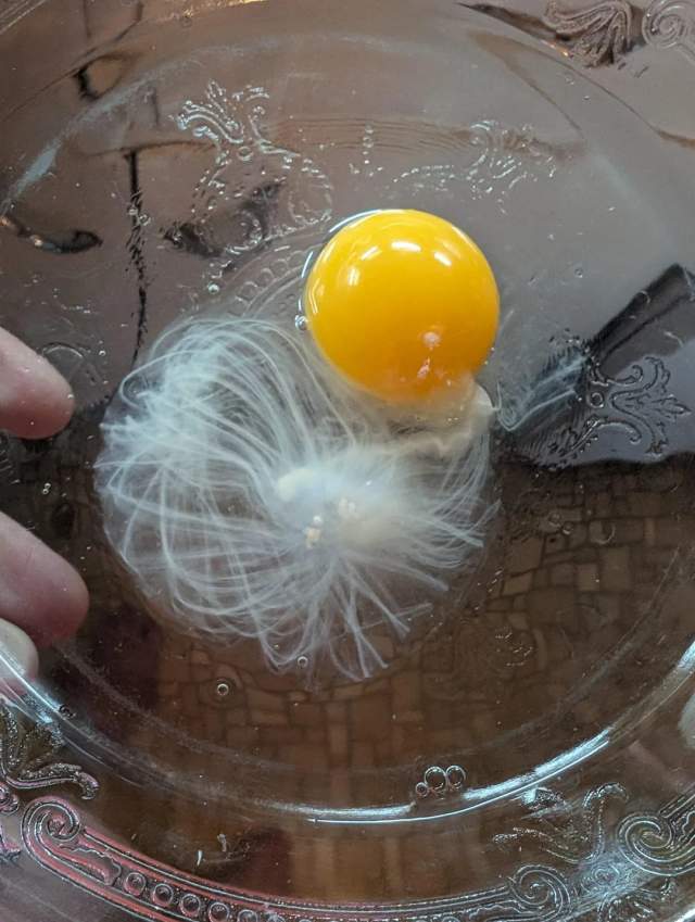 сырое яйцо