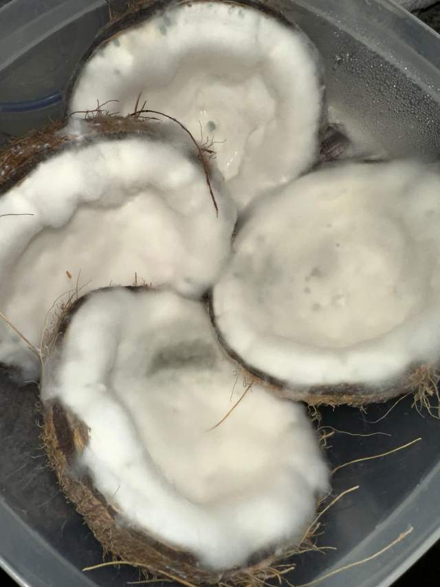 Оставила эти кокосы в контейнере и примерно на неделю забыла о них