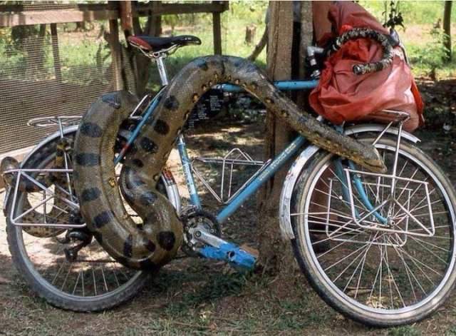 велосипедный замок в виде змеи