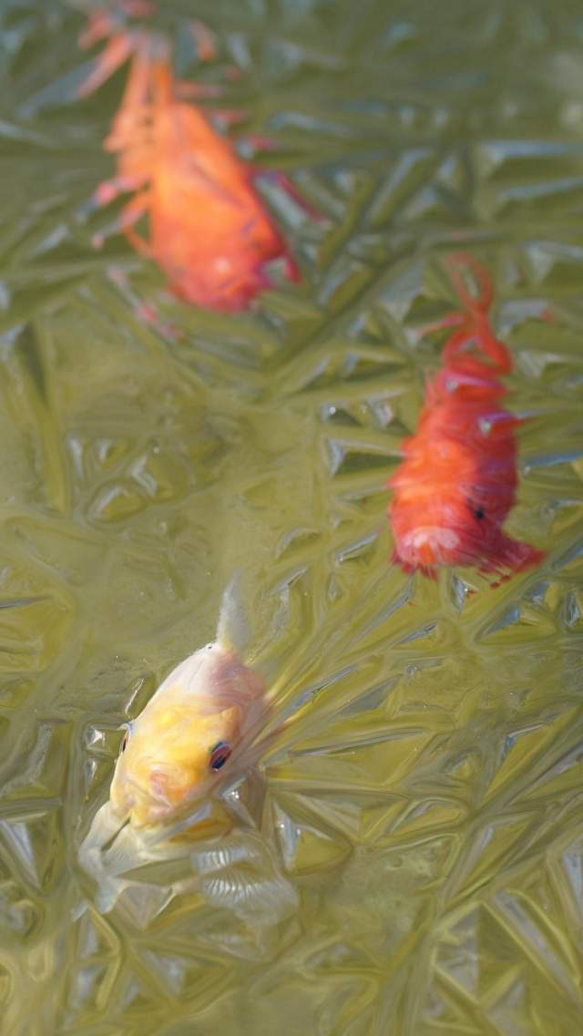 рыбы в пруду