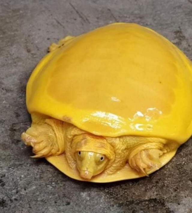 Индийская лопастная черепаха