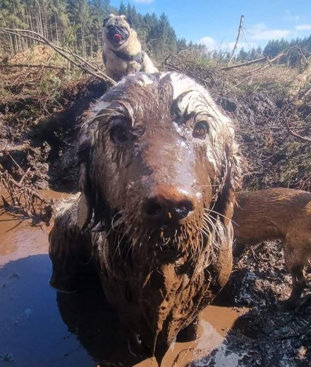 собака валяется в грязи