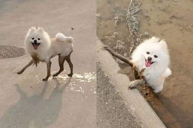 собака валяется в грязи