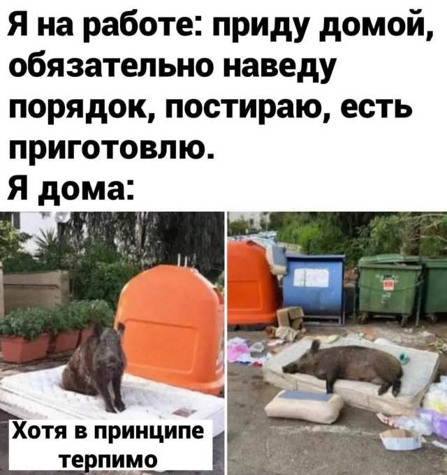 скачать мемы