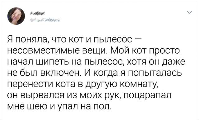 Подборка забавных твитов про котов