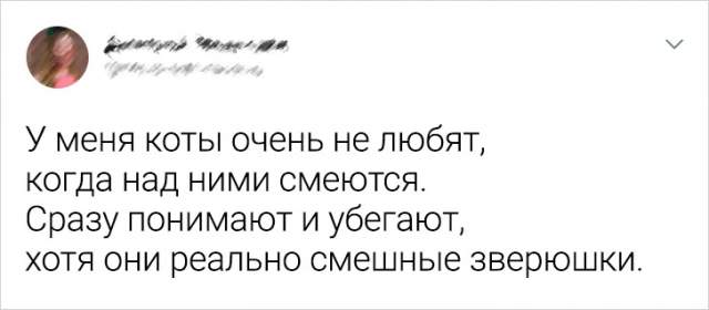 Подборка забавных твитов про котов