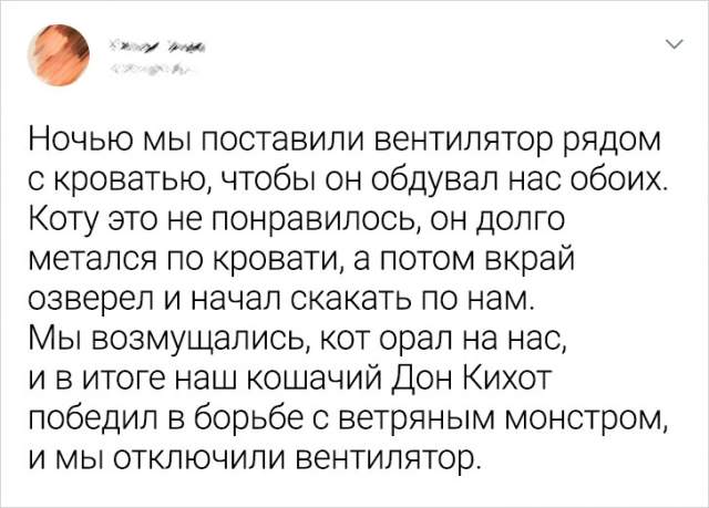 Подборка забавных твитов про котов