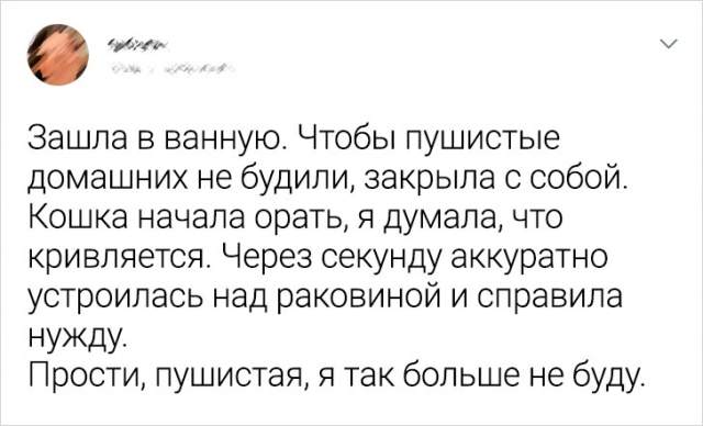 Подборка забавных твитов про котов