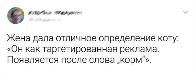 Подборка забавных твитов про котов