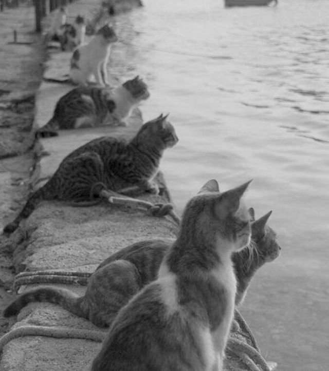 Уличные кошки ждут возвращения рыбаков. Греция, 1970-е гг.