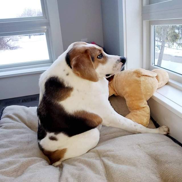 Новый Doge: пес Купер с синдромом короткого позвоночника стал звездой соцсетей