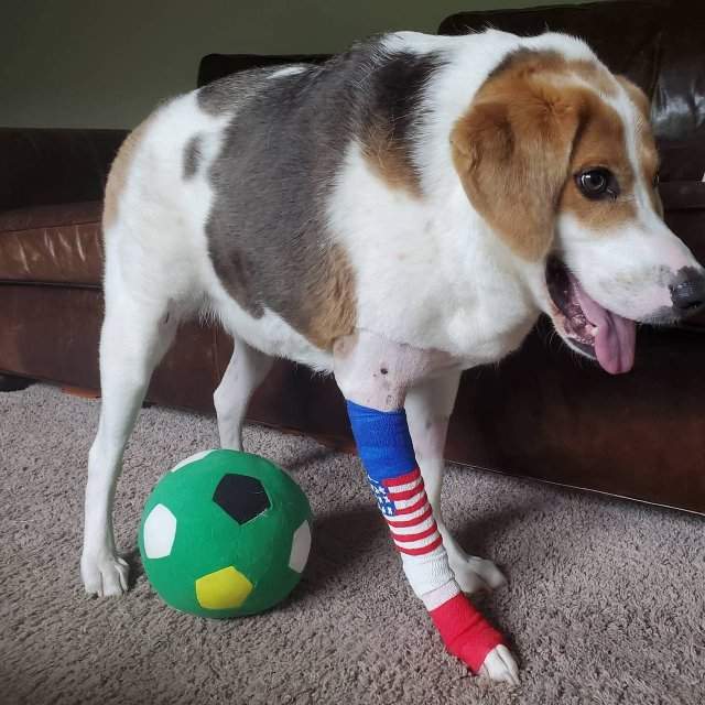 Новый Doge: пес Купер с синдромом короткого позвоночника стал звездой соцсетей