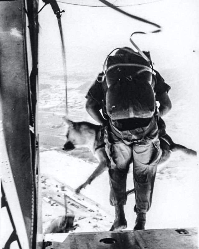 Сержант и его служебный пес совершают прыжок с парашютом. Вьетнам, 1968 год.