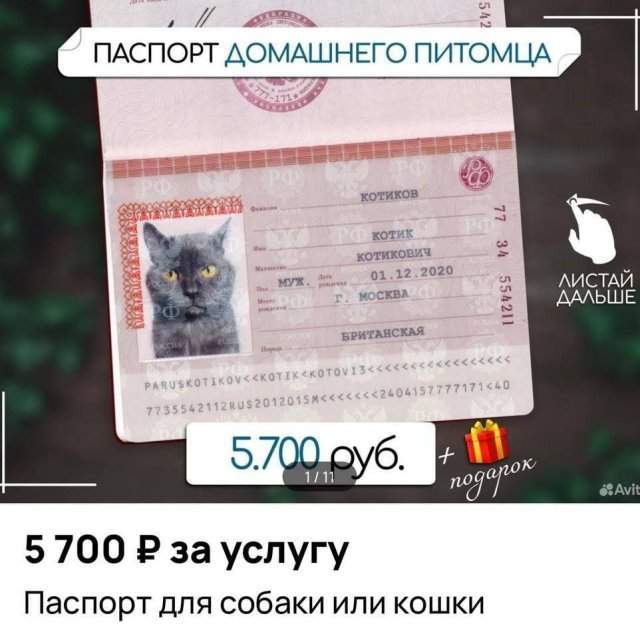 Как бы выглядел паспорт у кошки