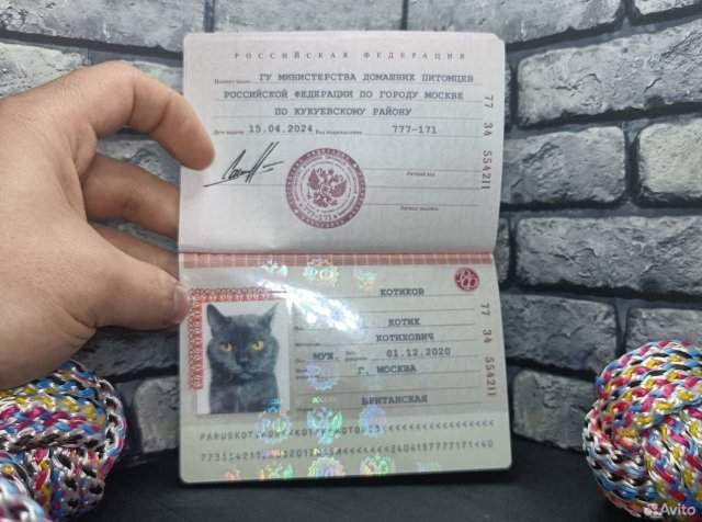 Как бы выглядел паспорт у кошки