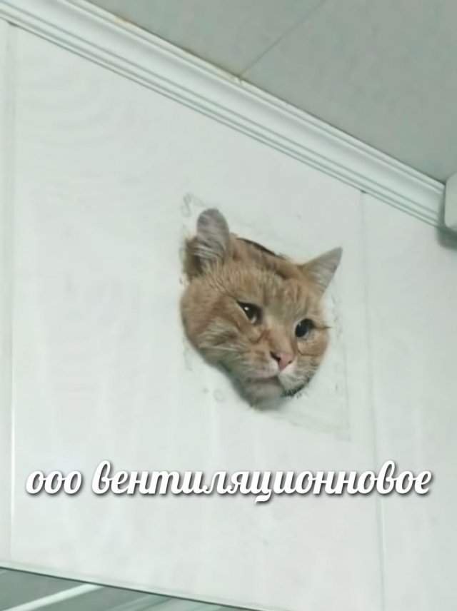 Застрявший в вентиляции кот из Уфы стал мемом