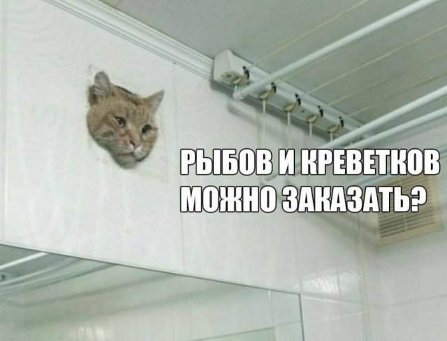 Застрявший в вентиляции кот из Уфы стал мемом