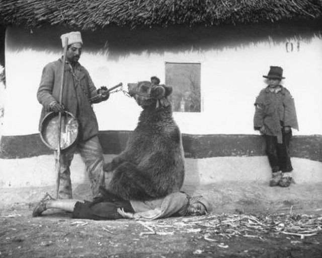 Лечение боли в спине с помощью медведя, Румыния, 1946 г.