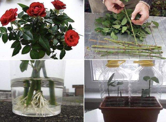 Как выращивать розы