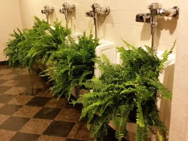 Мужской туалет переделали в женский, а в писсуарах посадили цветы